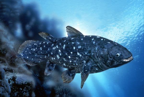 腔棘鱼|海底|矛尾鱼_新浪新闻