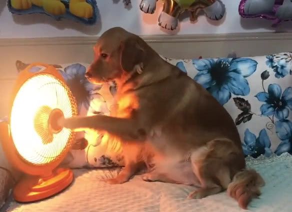 被主人抢走烤火炉之后,金毛怒了,随后这幕狗狗成精啦!