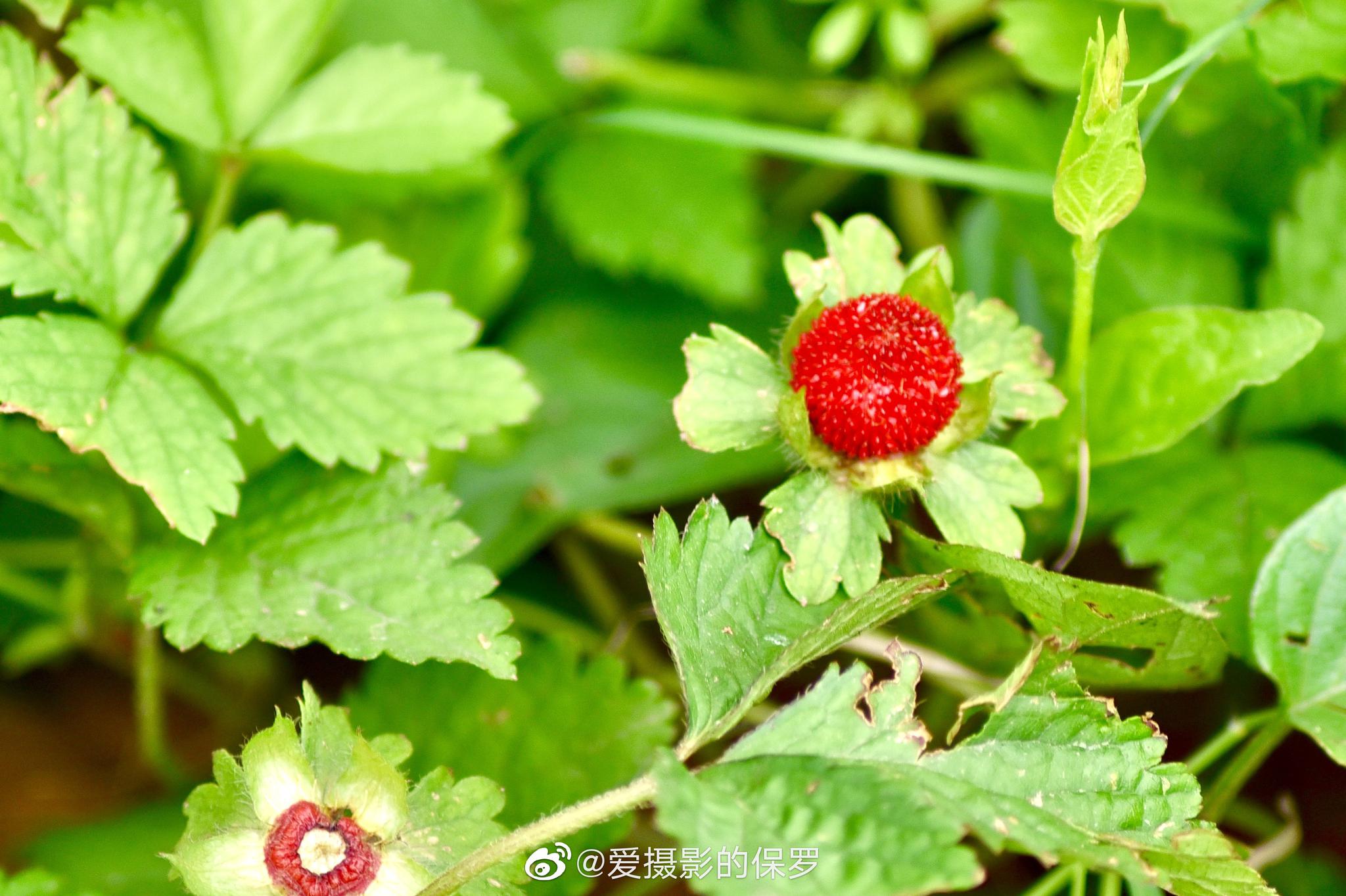 1/ 6蛇莓(别名野草莓)蛇莓,蔷薇科,多年生草本植物.