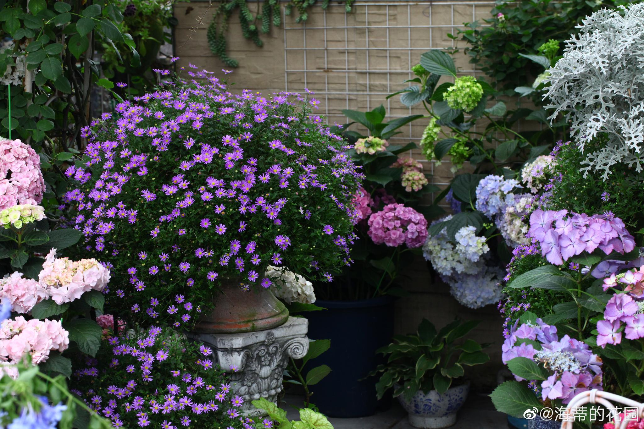 重庆香姐的花园以容器盆栽搭配高低错落层次分明七十多个绣球品种好