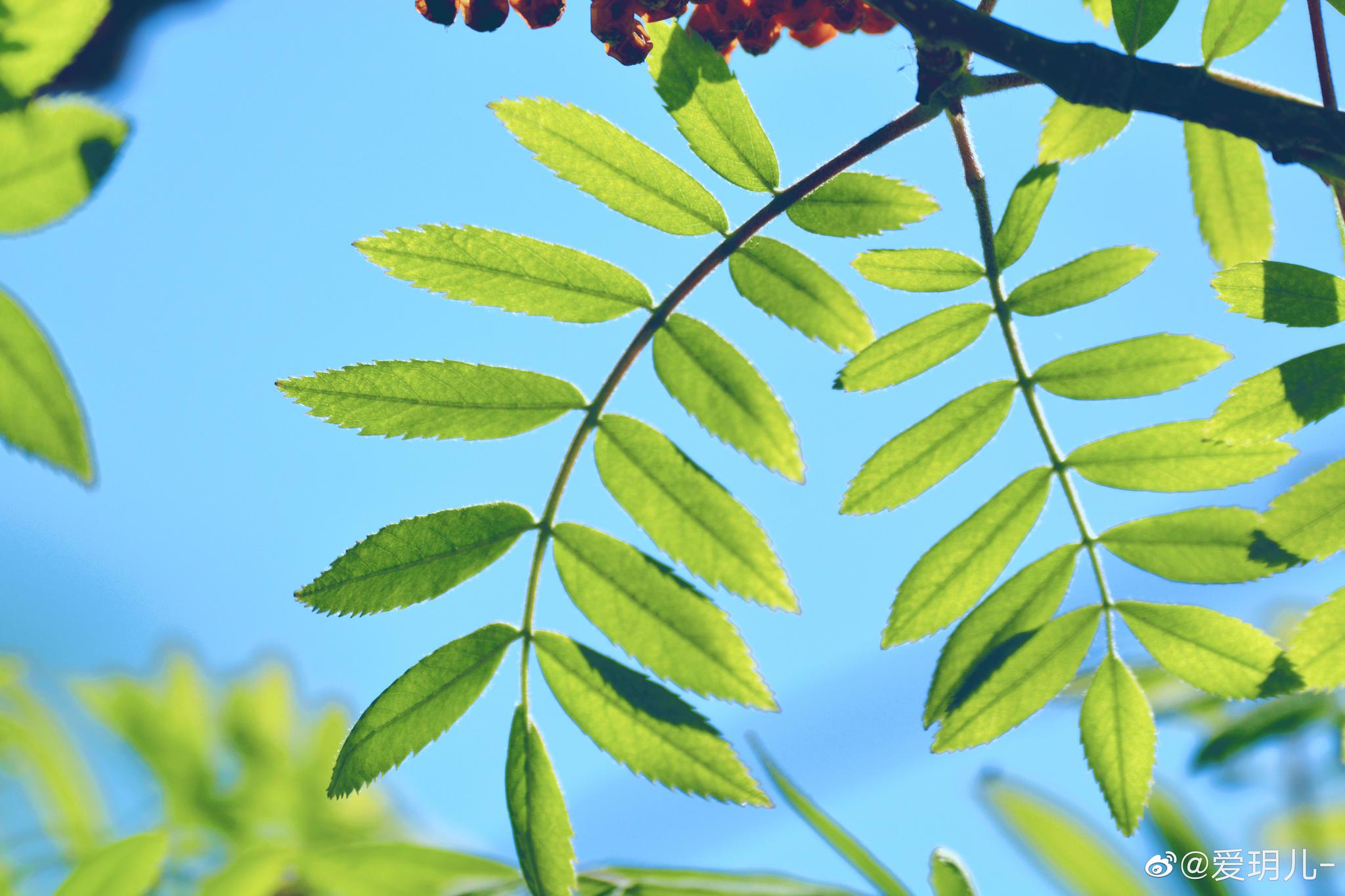 逆光下花楸树的叶子也很漂亮