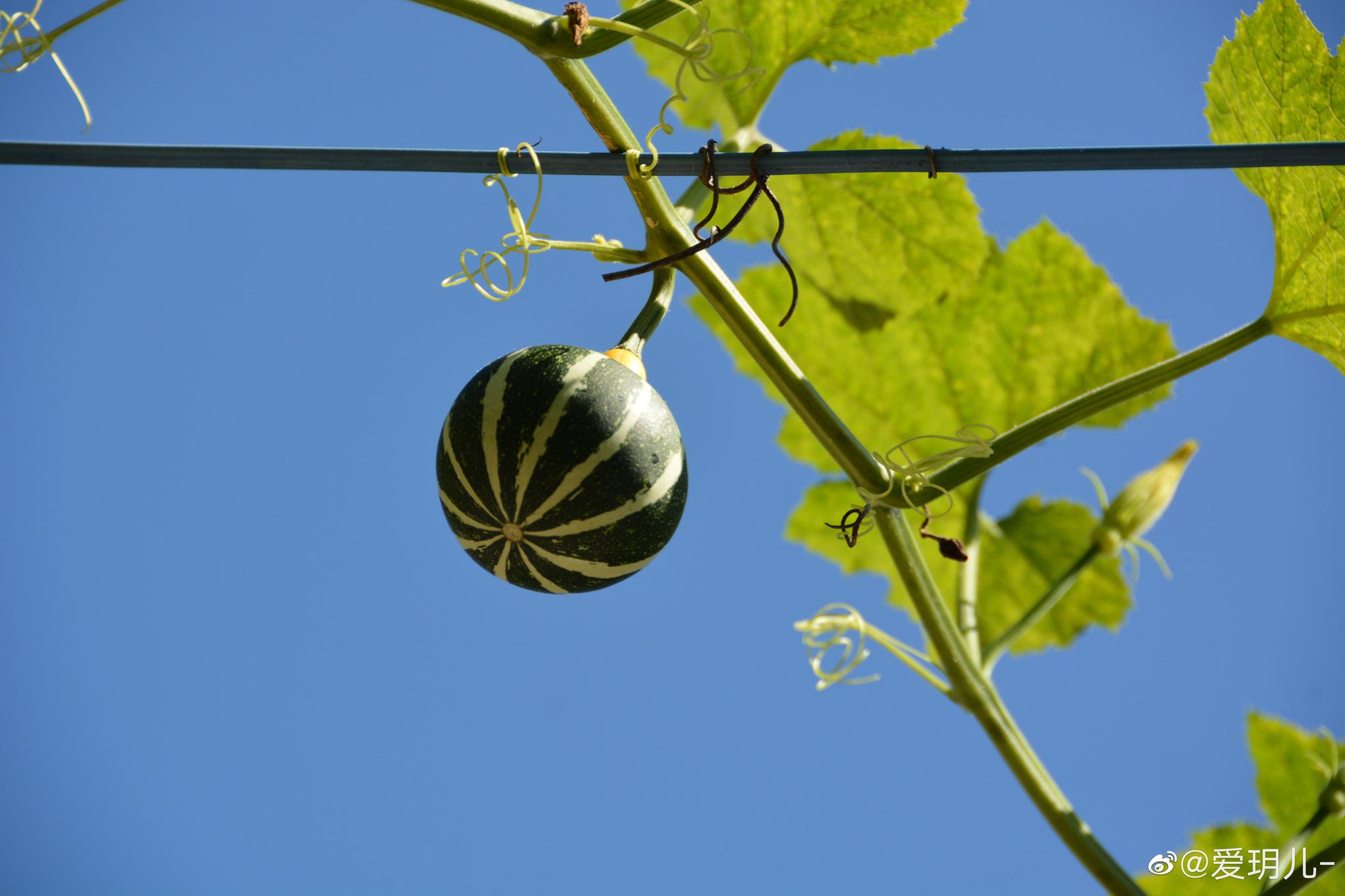 长在葫芦秧上的小窝瓜葫芦