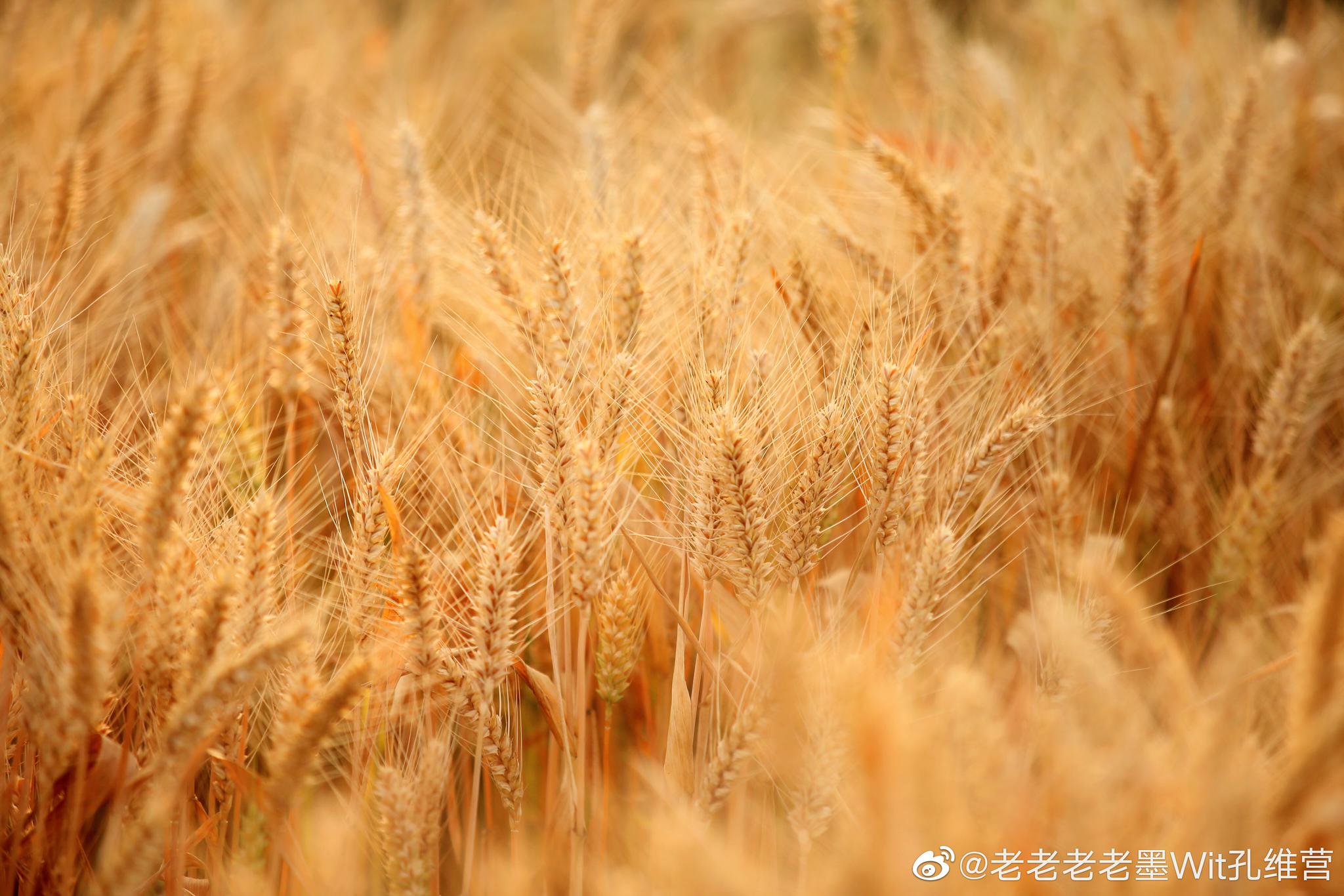 如今,工农业都发达,机器过去,麦粒都装进了袋子.