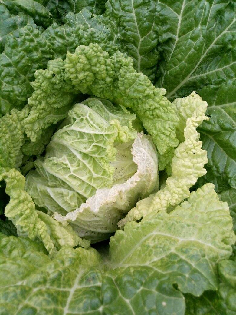 邻居家的却紧实像足球,原来是这么种出来的|大白菜|邻居家|养护_新浪