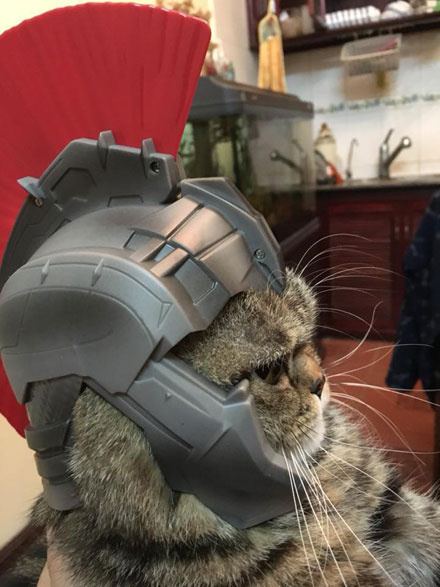 主人给猫买了个头盔,但好像小了点,猫一脸不悦.