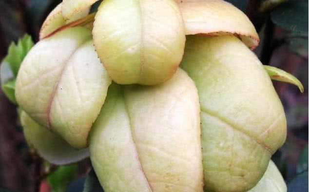 农村80后娃超爱吃的一种野果现在的孩子想见到都难了