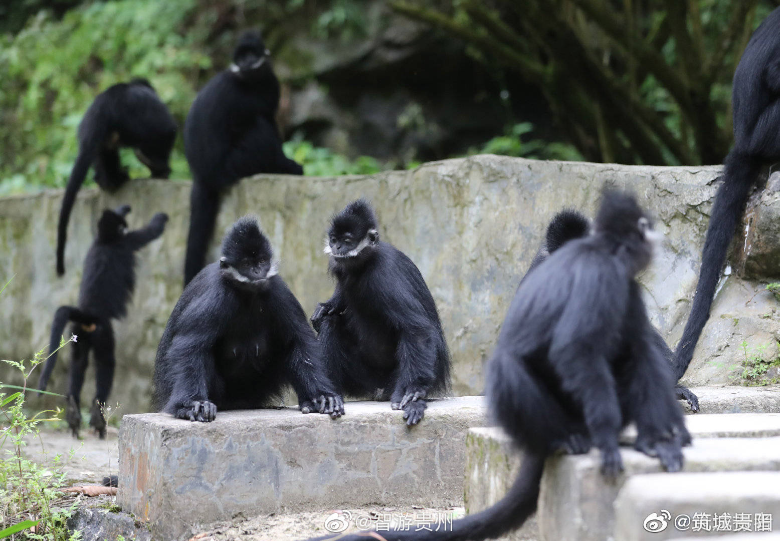 萌化了!贵州麻阳河国家级自然保护区野生黑叶猴林中嬉戏