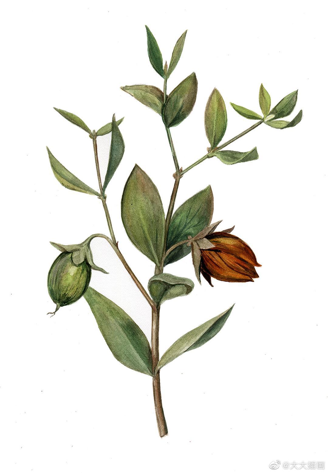 一组植物的细节插画展示bylihiejacob