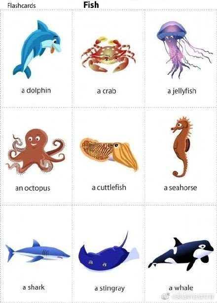 海洋动物英语词汇大全