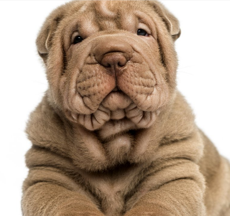 如何为沙皮狗断尾?网上盛传的方法简单方便,却并不安全