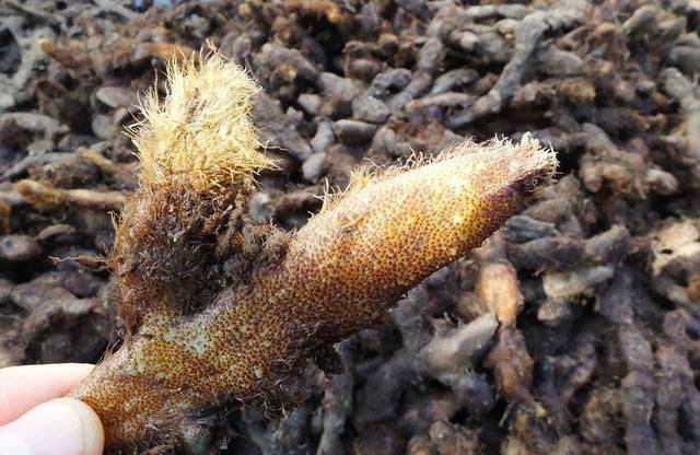 这种植物生长地特别,被称为"猴姜",价值珍贵,价格亲民