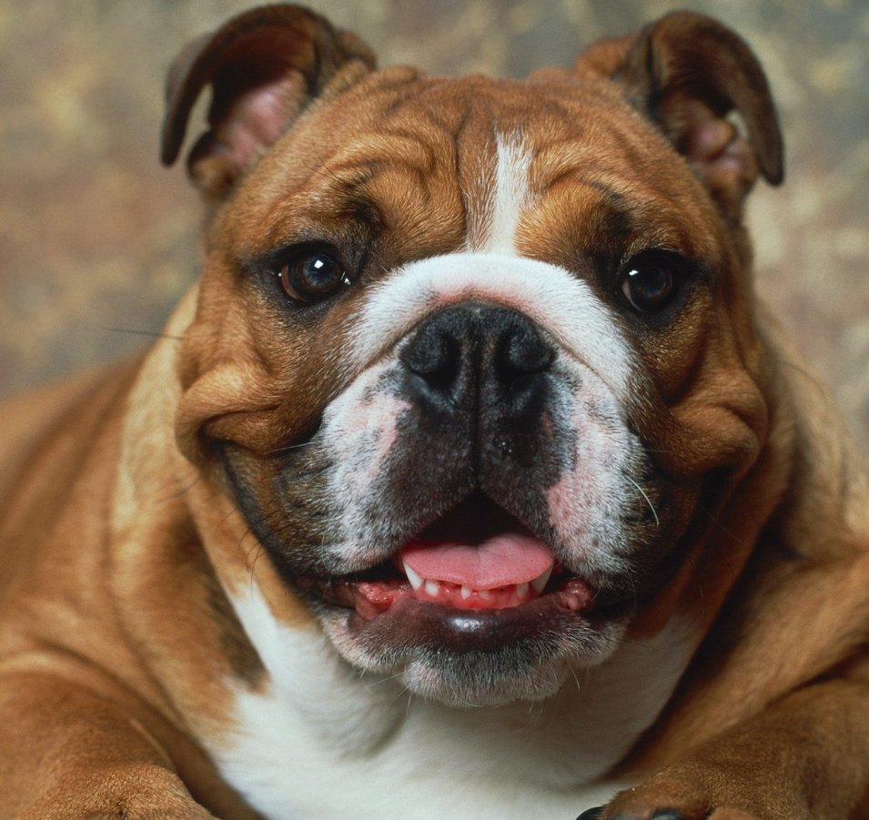 网上盛传的方法简单方便,却并不安全|沙皮狗|狗狗|尾巴_新浪新闻