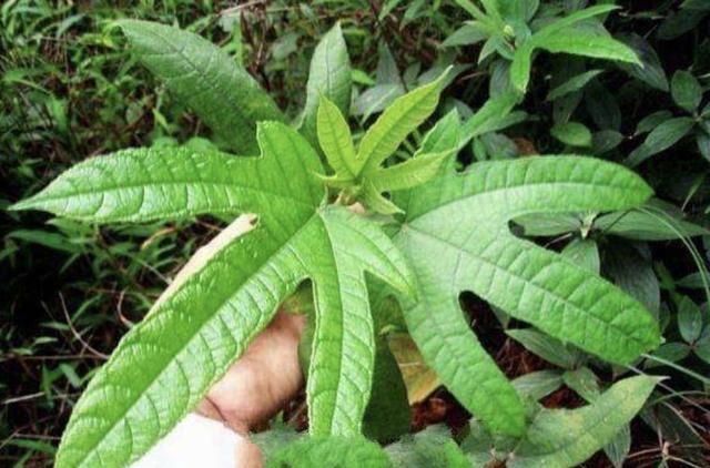 1种野草有价值,被称为"五指毛桃",若在家乡遇见,请珍惜!