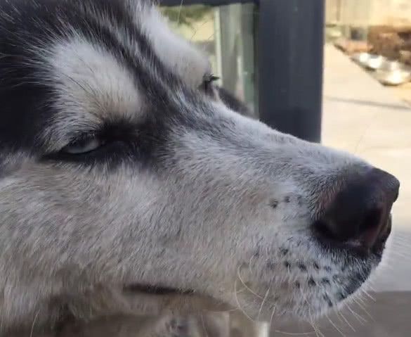 二哈突然就委屈上了,只见它迅速的就跑到了主人的身边,然后不停的抽泣