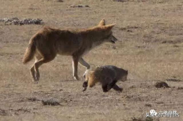 鼠类最害怕的“狼獾”,美洲獾捣毁鼠洞,郊狼负责追捕!|美洲|郊狼|鼠类_新浪新闻