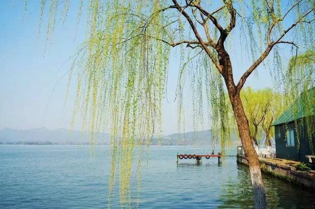 杨柳青青着地垂杨花漫漫搅天飞