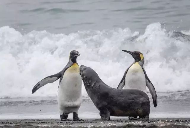 母海豹霸气护犊,勇猛对峙王企鹅|海豹|对峙|天敌_新浪新闻