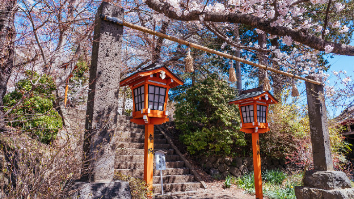 新仓富士浅间神社75是观赏樱花与富士山的绝佳地点之一