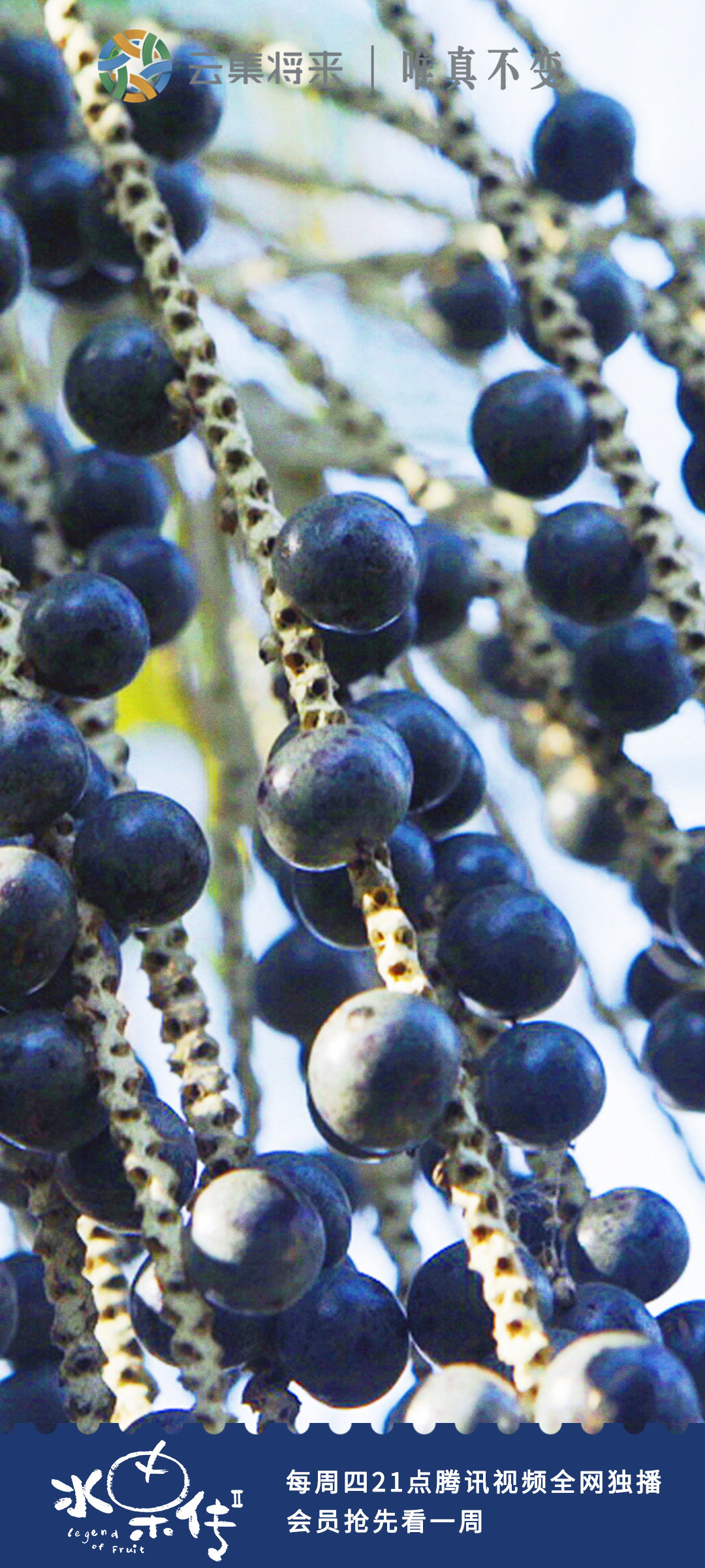 巴西莓仙人掌果牛油果苹果木瓜云莓杨桃菠萝蜜杏腰