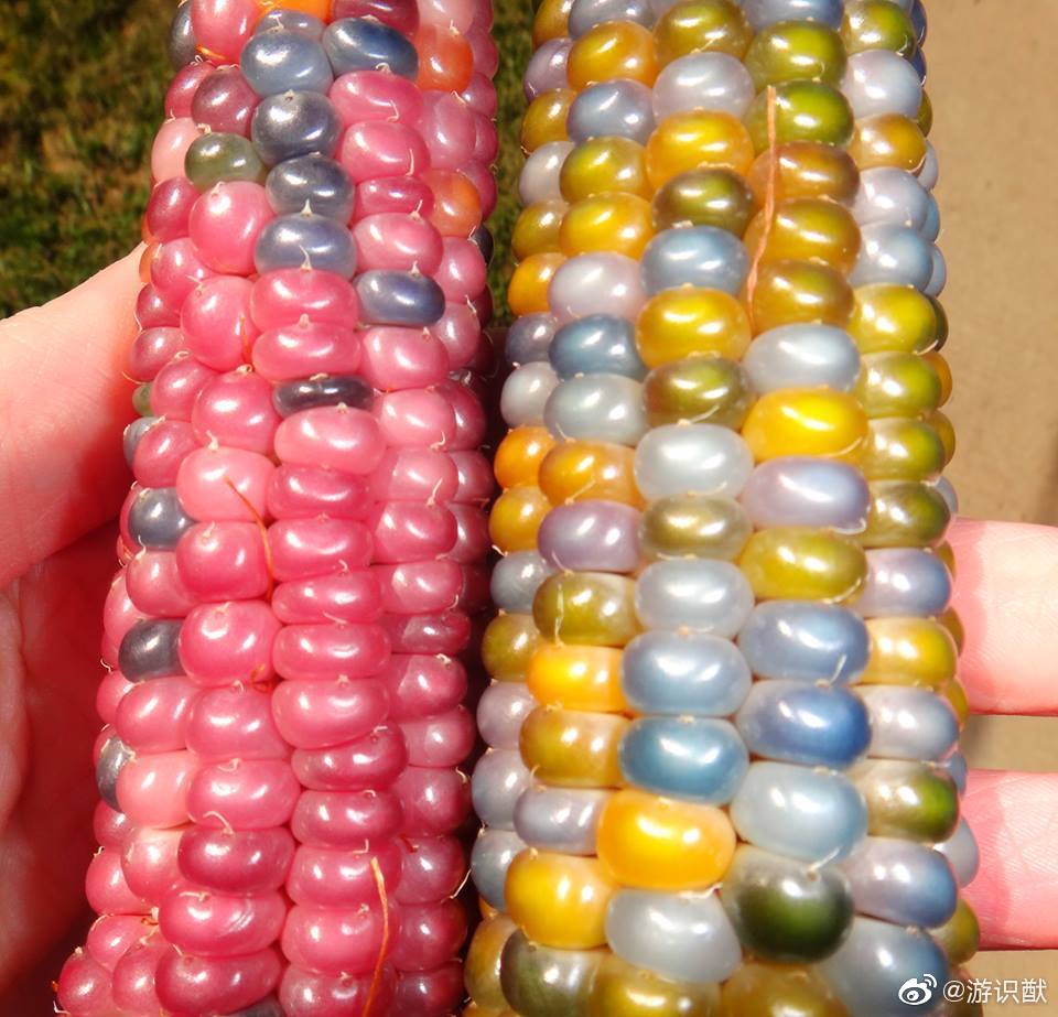 传统育种方式培育出来的"玻璃宝石玉米"(glass gem),由cherokee