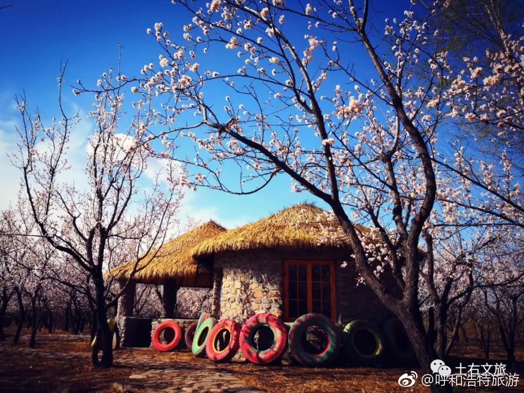 杏花又见一年春土右旗大雁滩第五届杏花旅游文化节4月12日盛装开幕