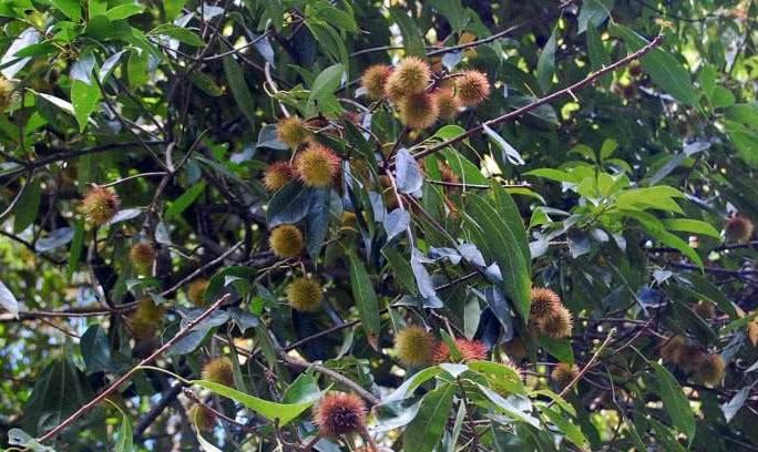 农村的猴欢喜,是珍贵保护树种,果子一斤可以卖到55元