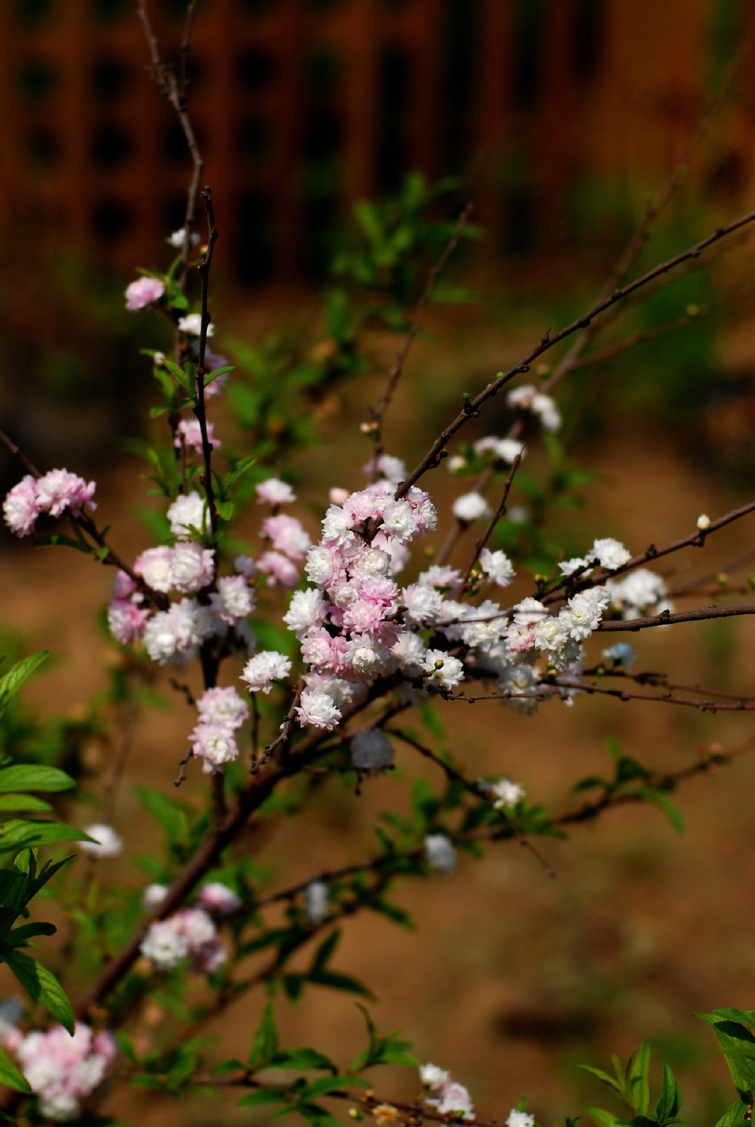 粉花重瓣郁李|重瓣_新浪新闻
