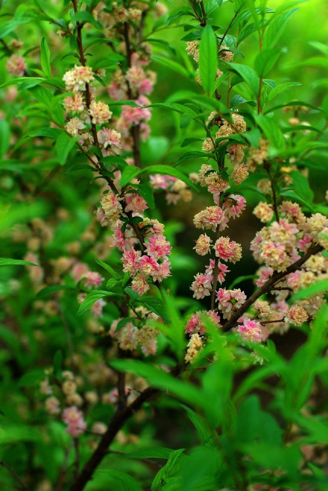 粉花重瓣郁李|重瓣_新浪新闻