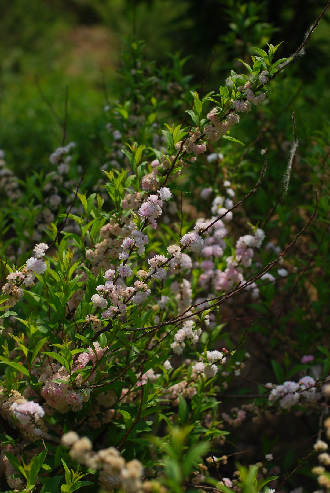 粉花重瓣郁李|重瓣_新浪新闻