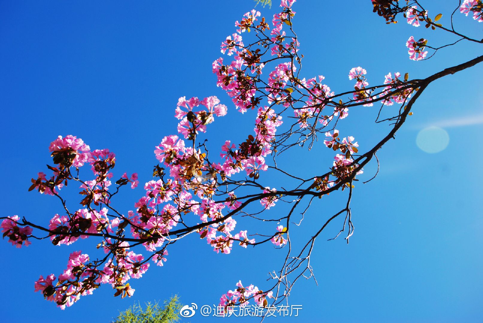 4月,正是花开的季节.今天,小编带你一同共赏普达措国家公园的花