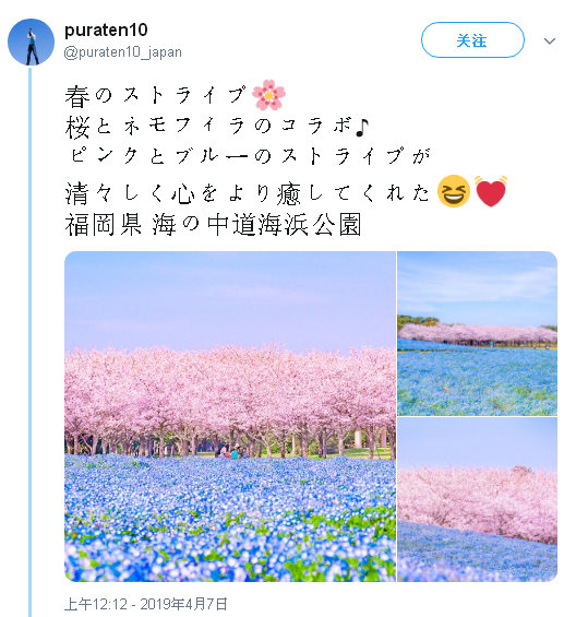 春のストライプ桜とネモフィラのコラボ ピンクとブルーのストライプ 春のストライプ桜とネモフィラのコラボ ピンクとブルーのストライプ