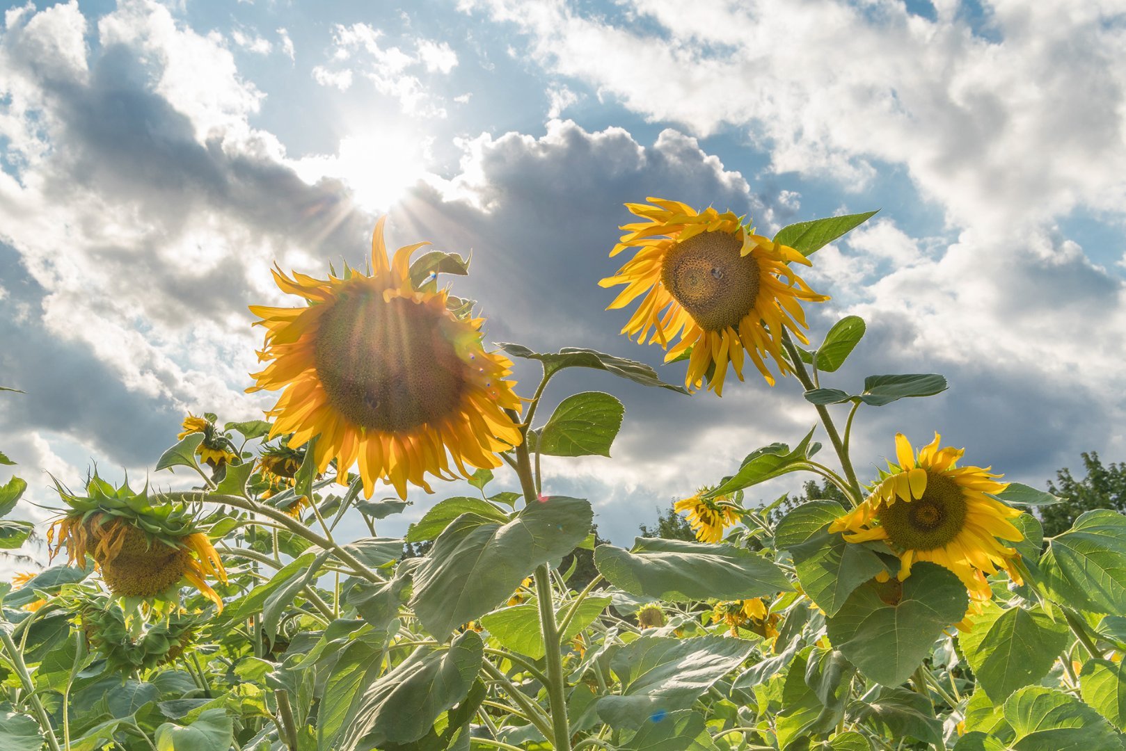 向日葵的忧伤从不向太阳吐露盛夏如花向阳不变