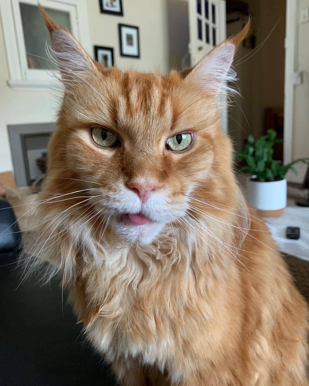 猫咪可不是只有长相甜美的,看看缅因猫的脸就知道什么叫霸气了