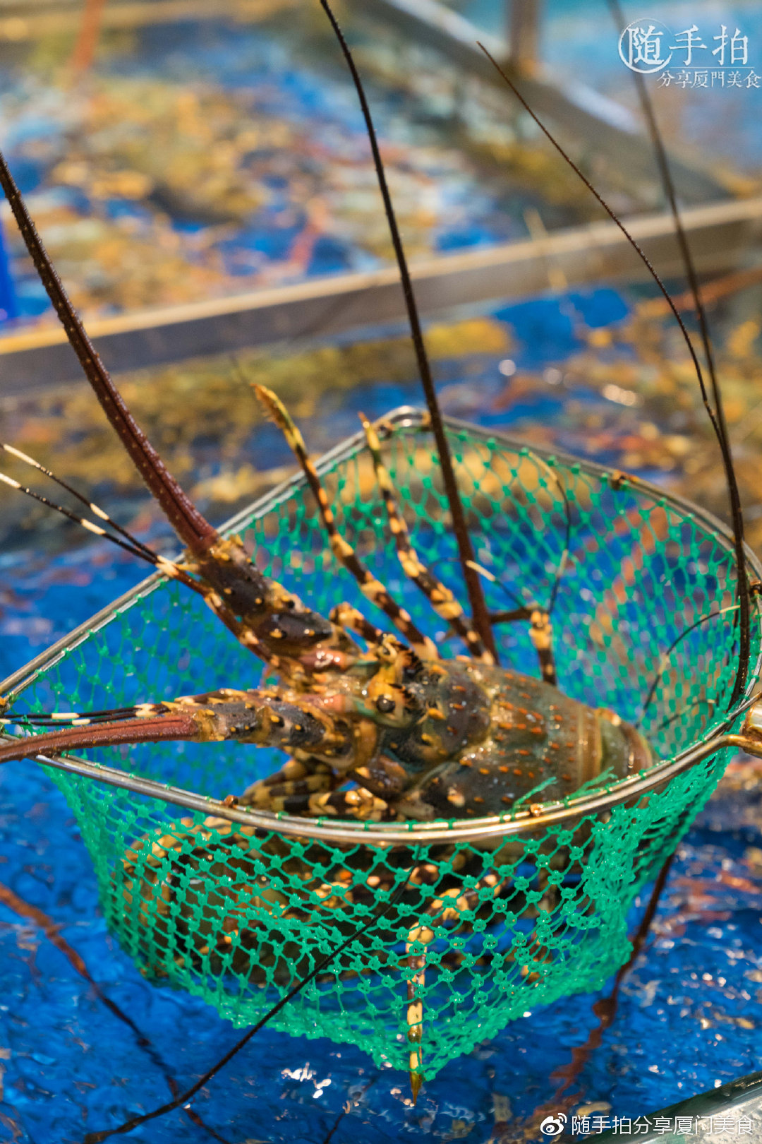 作为一个在海边土生土长的吃货 这里的龙虾种类居然多到根本认不全 能