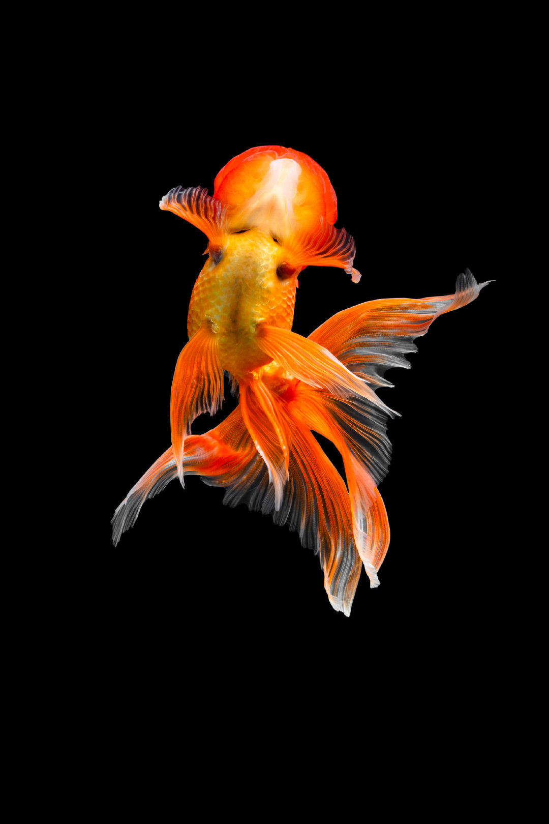 金鱼台湾摄影师 tsubaki