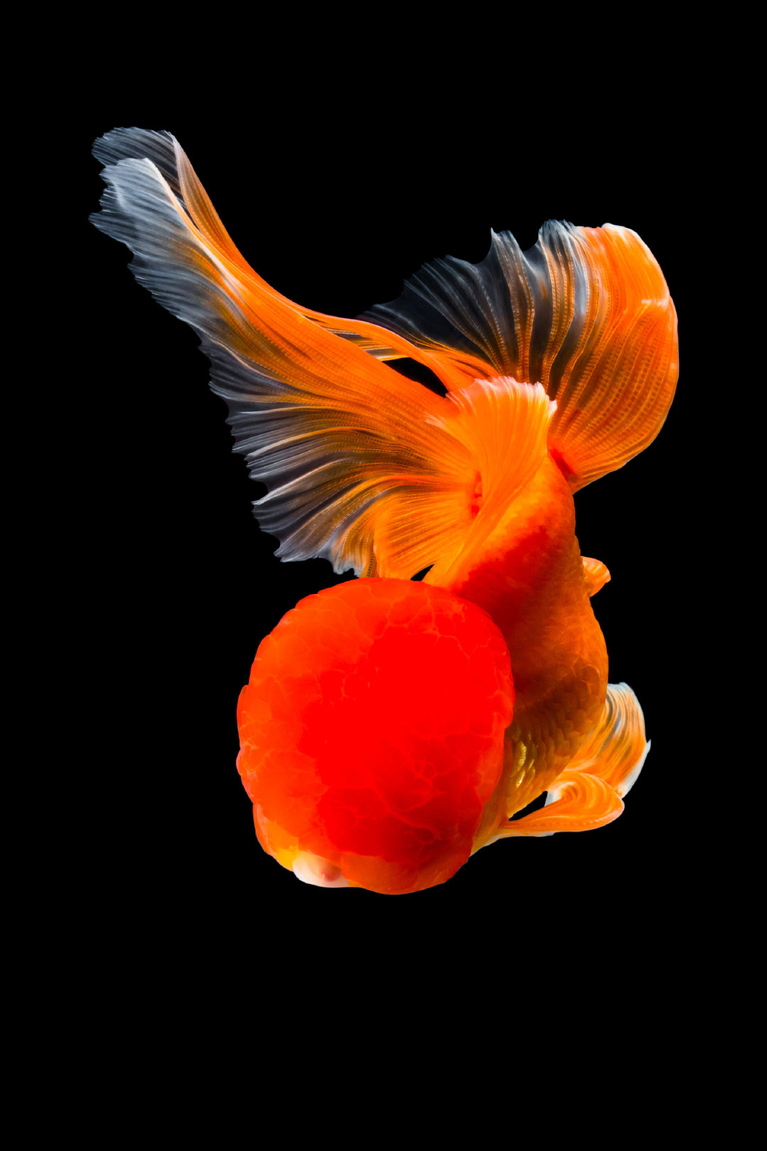 金鱼台湾摄影师 tsubaki