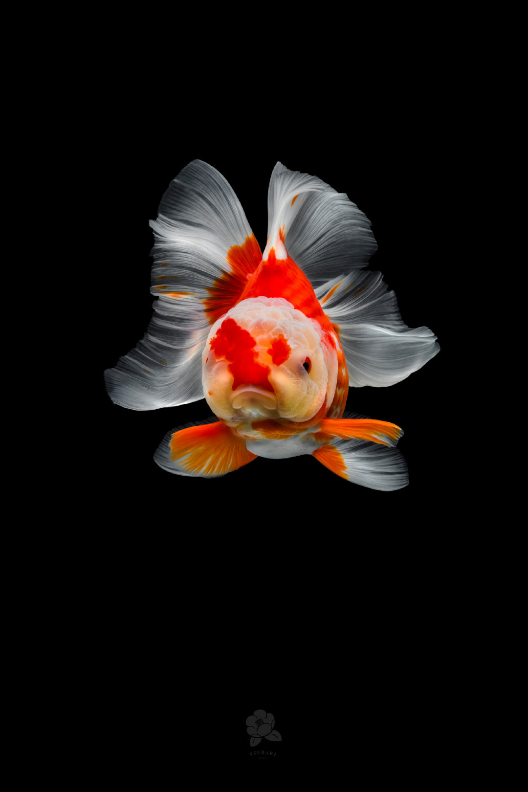 金鱼台湾摄影师 tsubaki