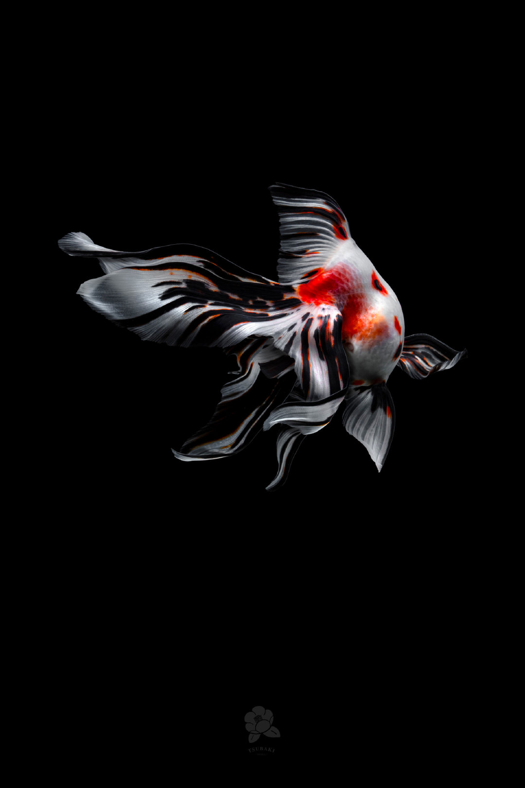 金鱼台湾摄影师 tsubaki