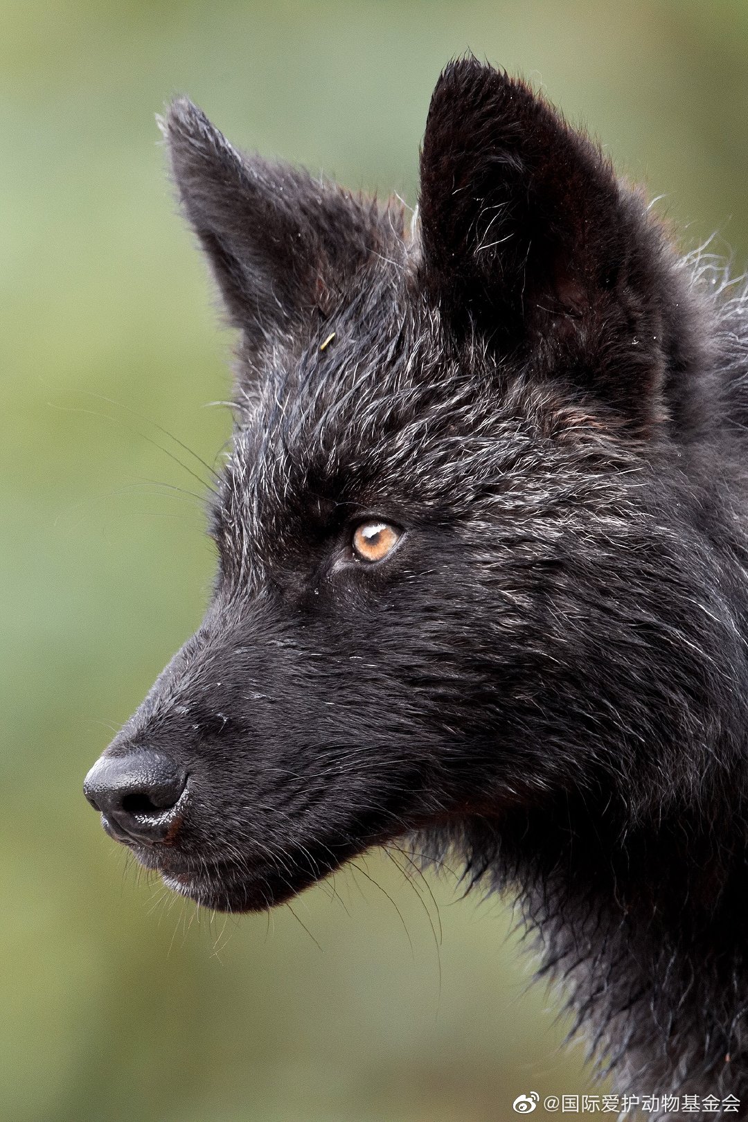 加拿大西部的国家公园里一只深色的灰狼,它还很年轻