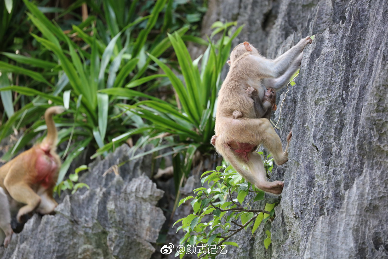 流波激清响,猕猴临岸吟.一一猴子(游越南下龙湾猴岛拍摄)