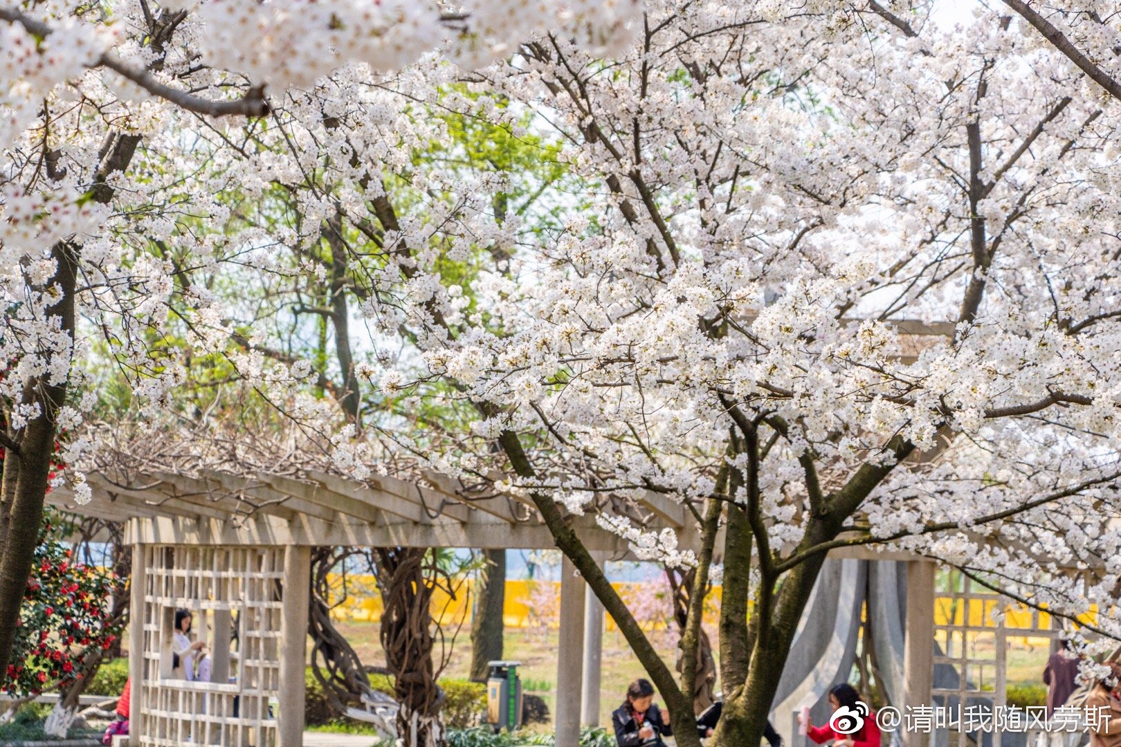 告别樱花季:情侣园@南京市玄武湖