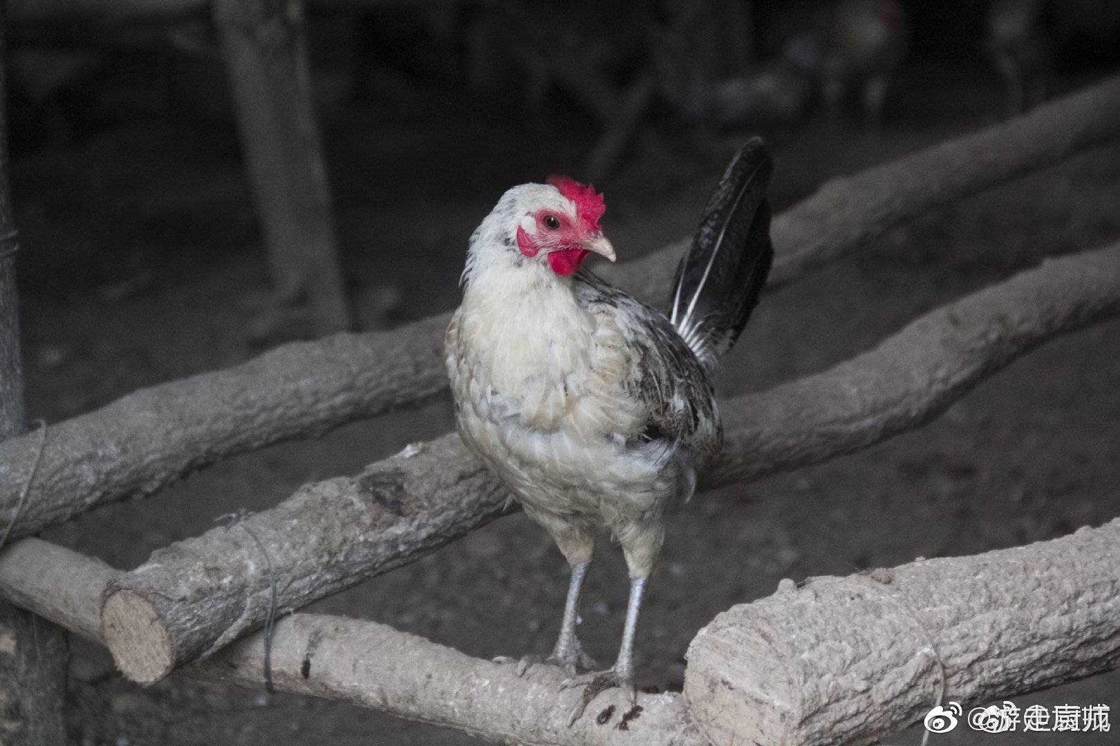 鹊山鸡,生活在南水北调中线的渠首水源保护地|山鸡