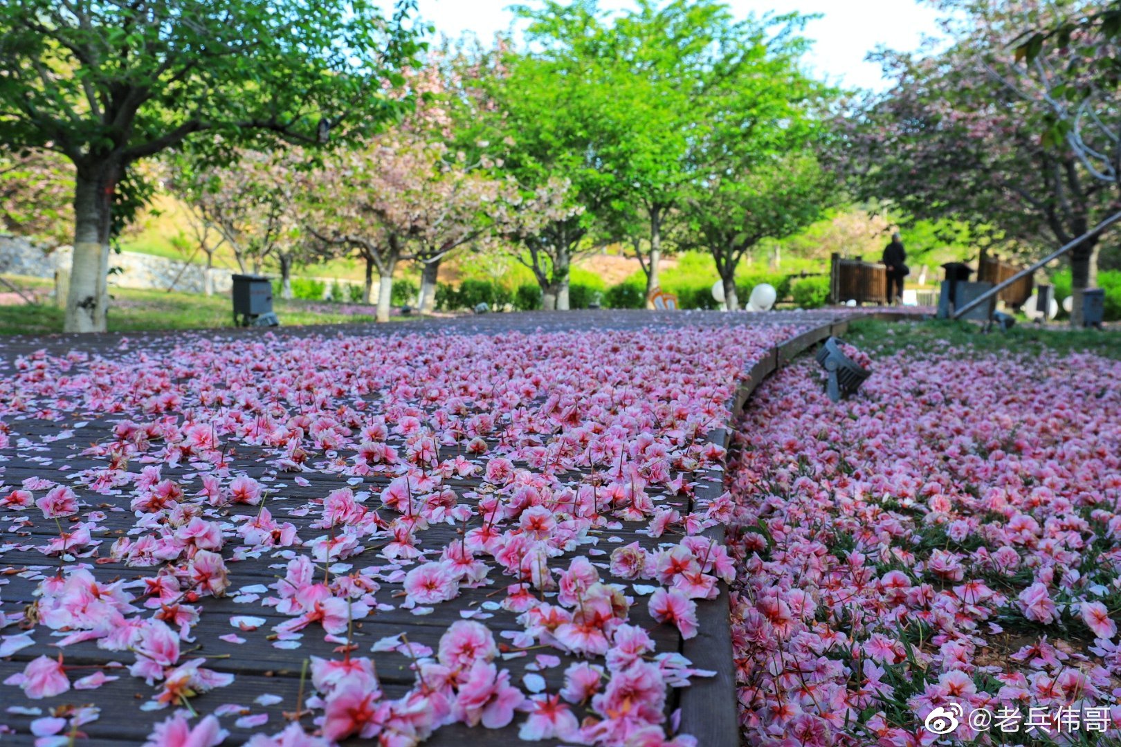 美爆落樱幻境虽如梦人间自是有情真