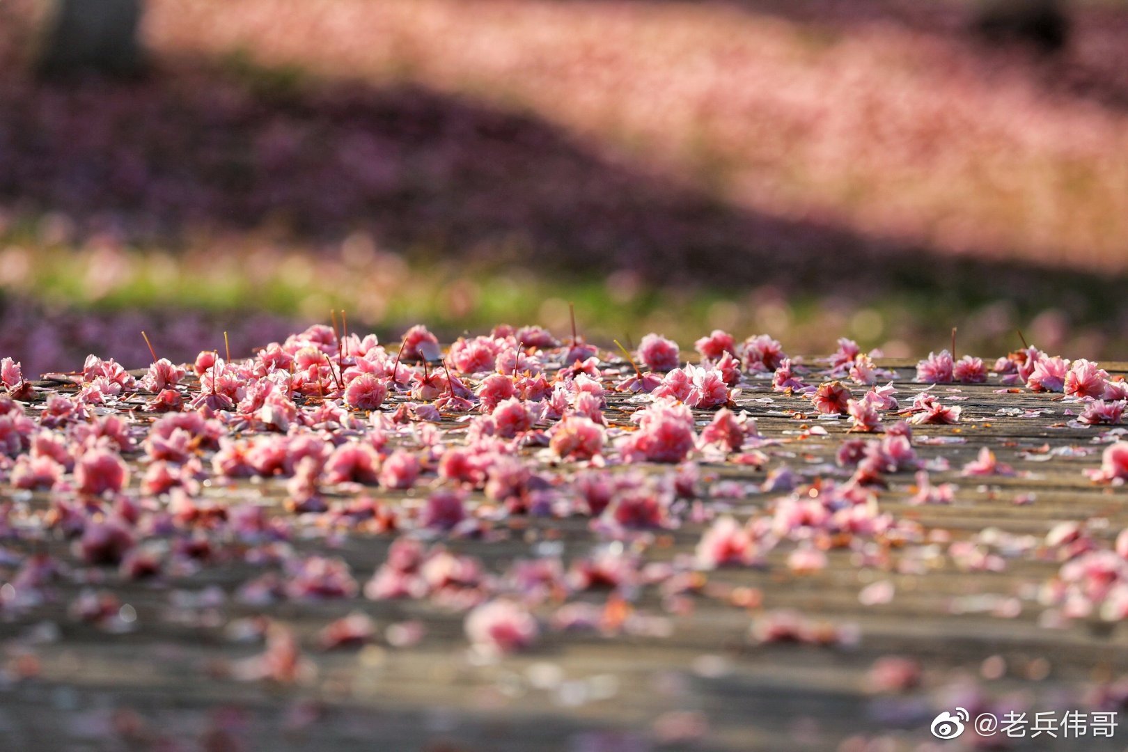 美爆落樱幻境虽如梦人间自是有情真