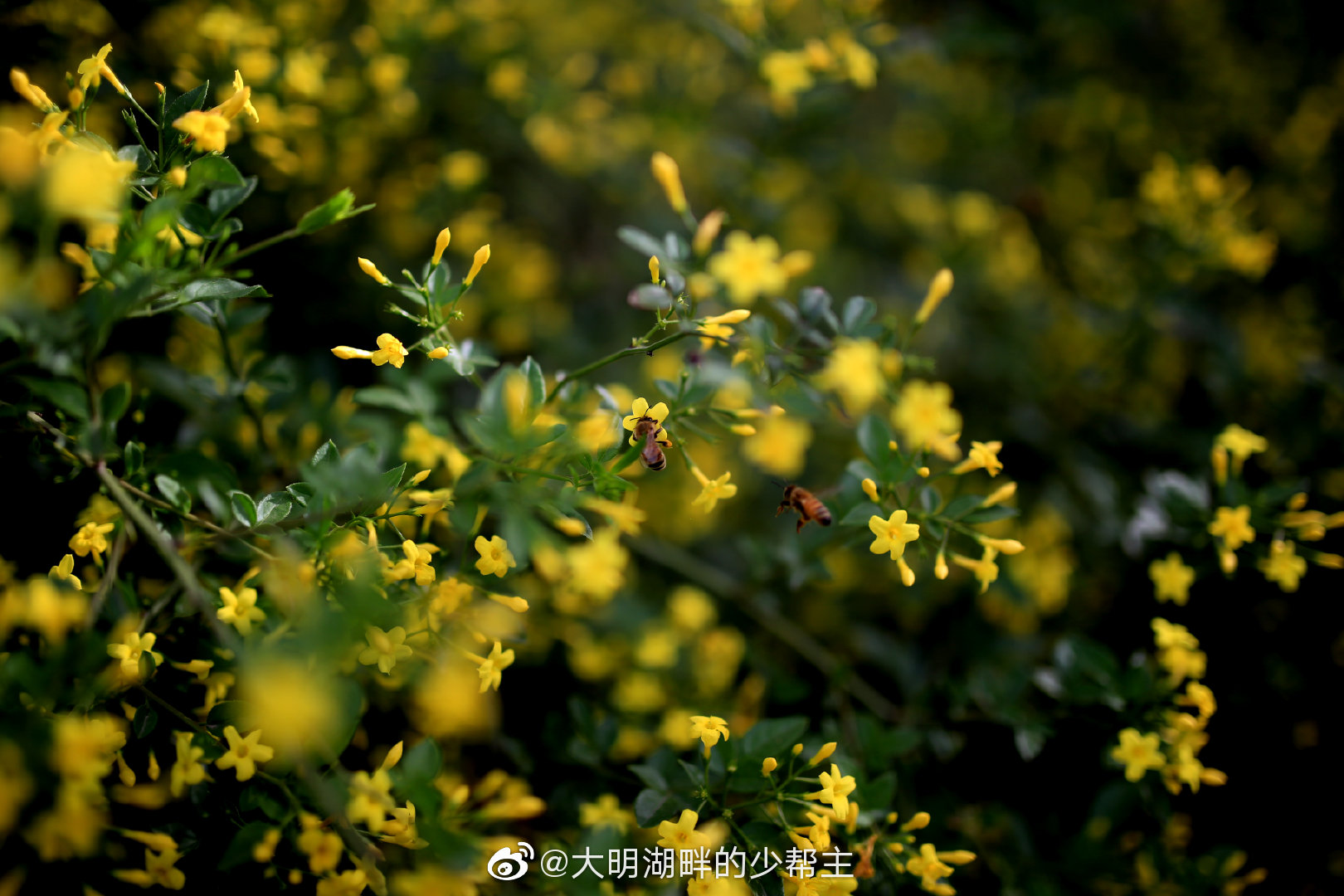 除了迎春花,居然还真有探春花_新浪新闻
