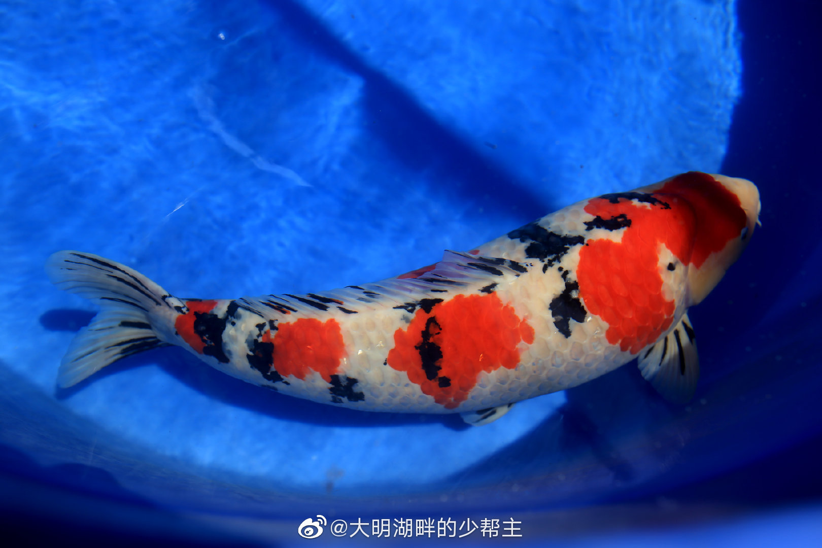 锦鲤到底值多少钱?这些锦鲤80厘米长的价格至少得20万!我的天呐|锦鲤|锦鲤鱼|小轿车|比率|新浪_新浪新闻