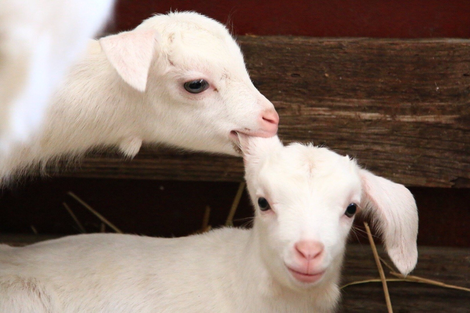 来看看北海道某观光牧场的山羊太可爱了你是不是又想养了