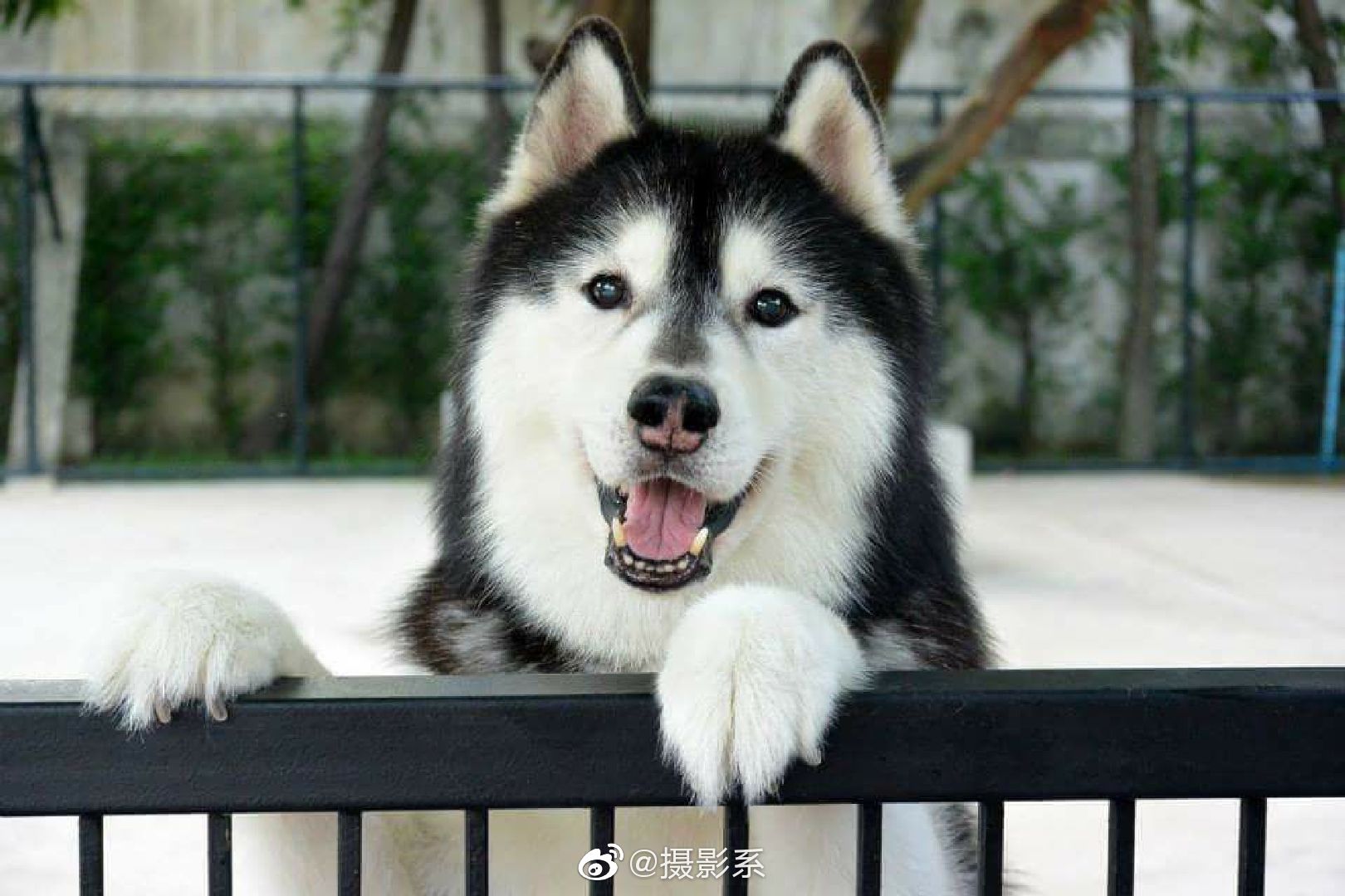 哈士奇咖啡厅|哈士奇|咖啡厅|大狗_新浪新闻