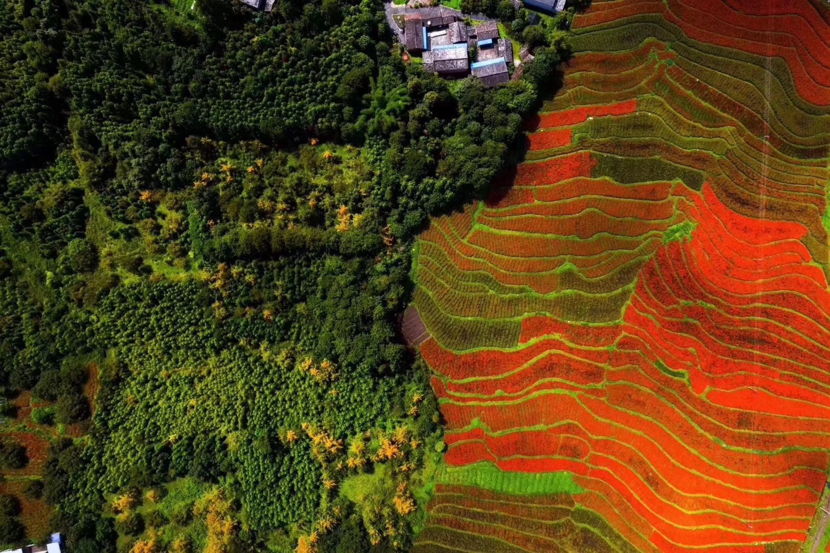 高黎贡山下界头镇,万亩菊花盛开,震撼的美.