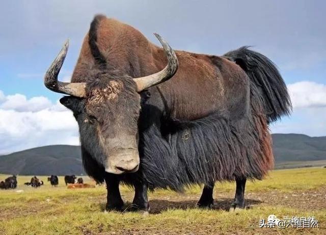 敢顶翻汽车,牛皮坚硬到当菜板,可叫声却似猪叫|青藏高原|野牦牛|野牛